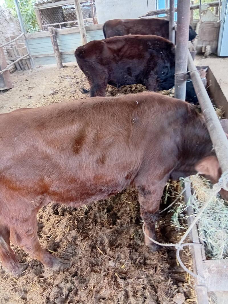 okùzler - Çärjew - img 4