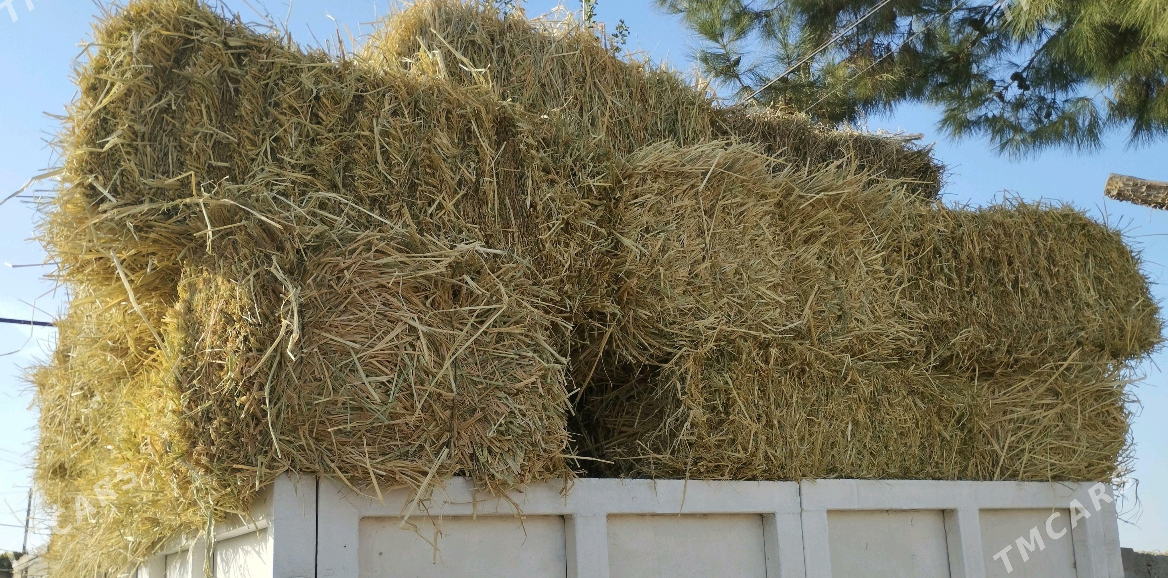 saly saman - Туркменабат - img 2