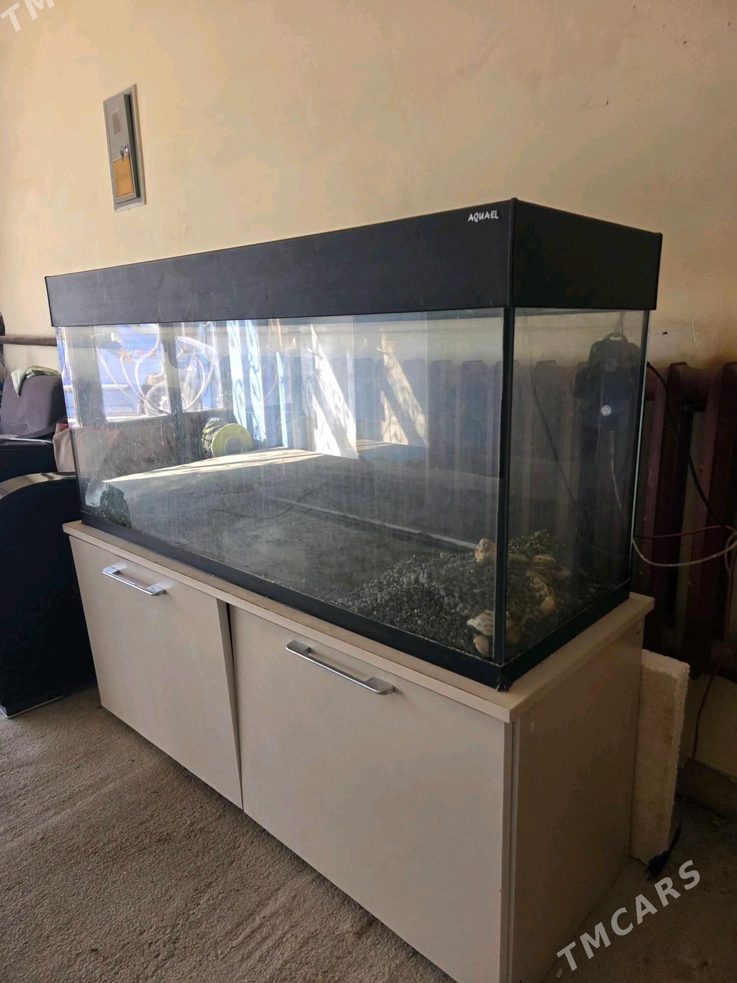 akwarium - Daşoguz - img 3