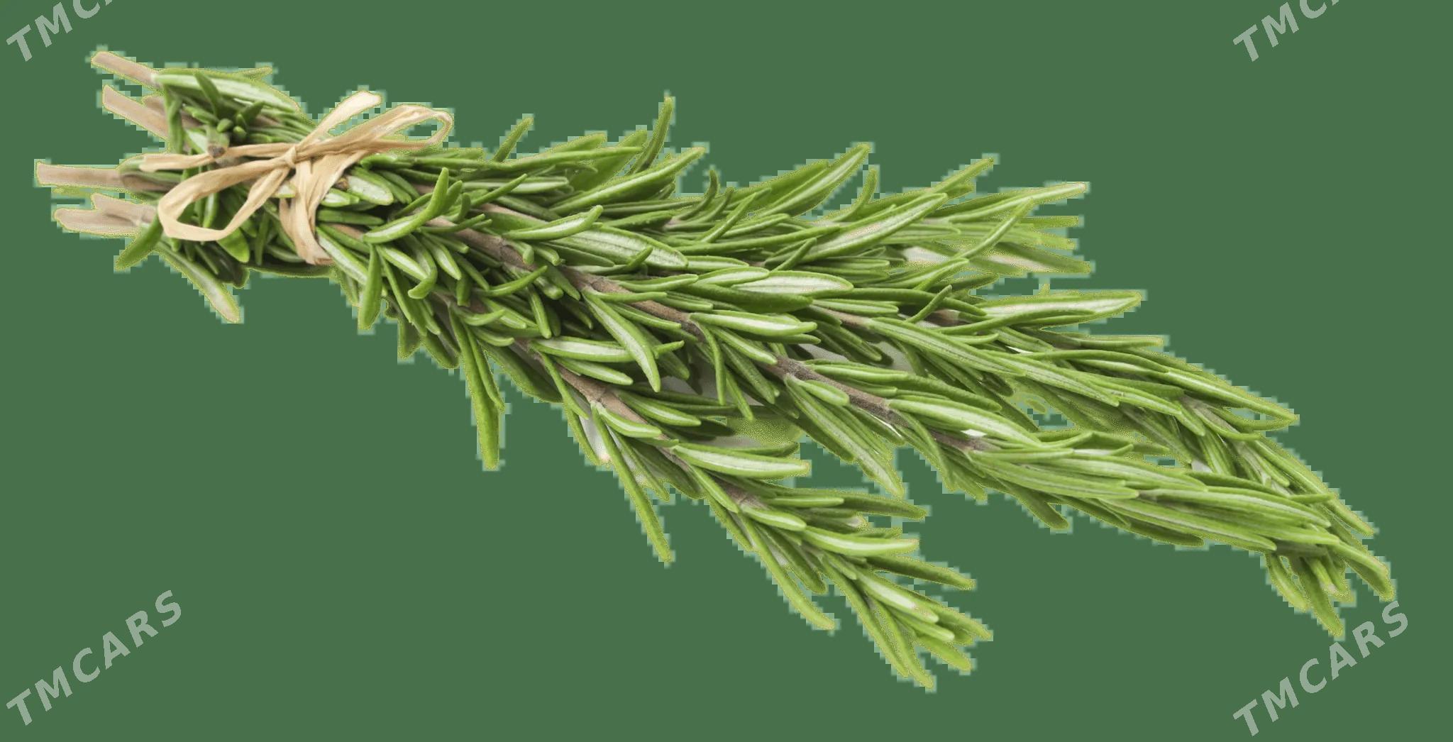 Розмарин-Rozmarin - Täze zaman - img 2