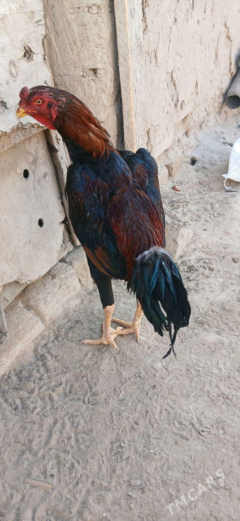 baýsow horaz - Sakarçäge - img 2