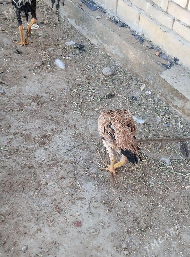 baysok towuk - Türkmenabat - img 4