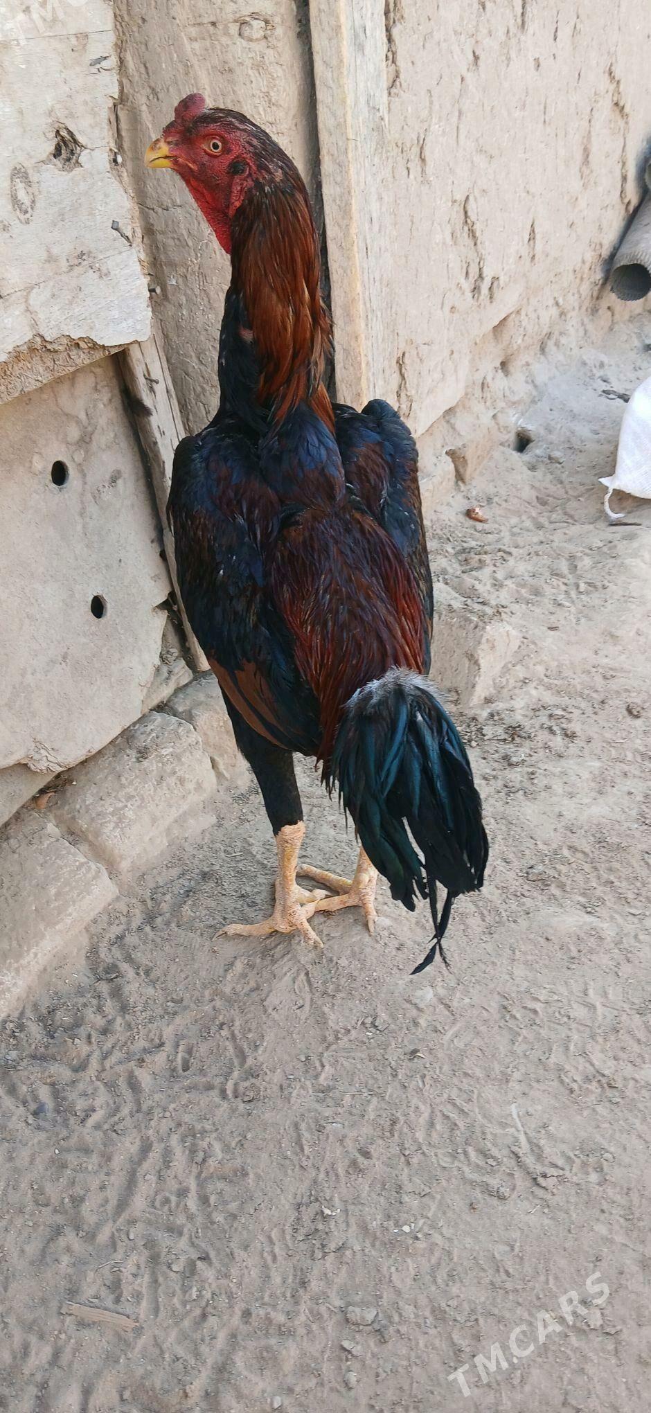 baýsow horaz - Sakarçäge - img 3