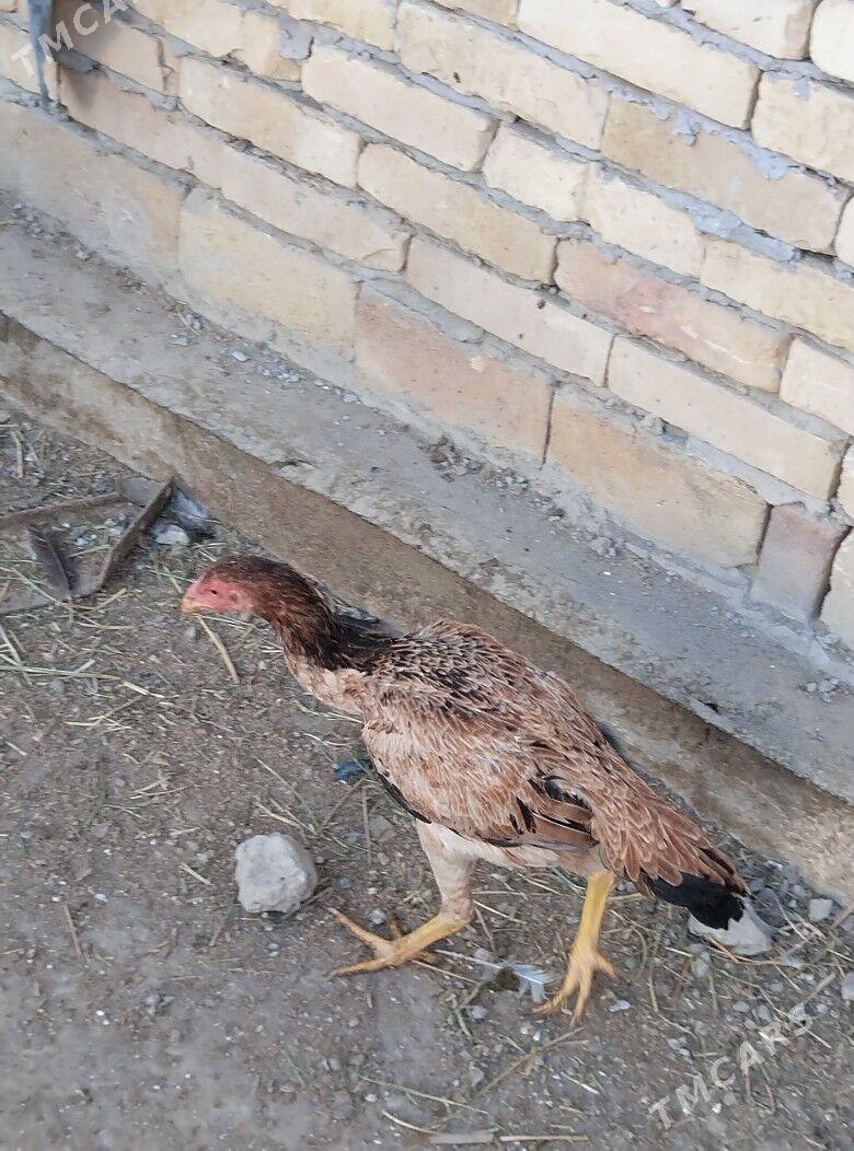 baysok towuk - Türkmenabat - img 1