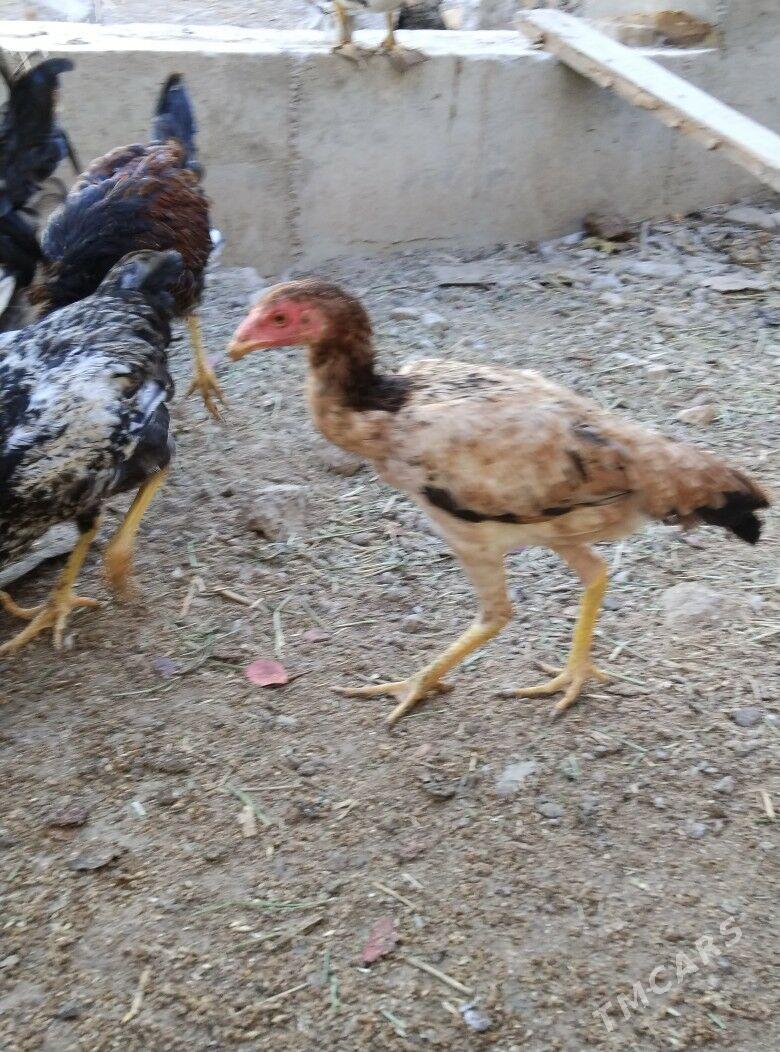 baysok towuk - Türkmenabat - img 3