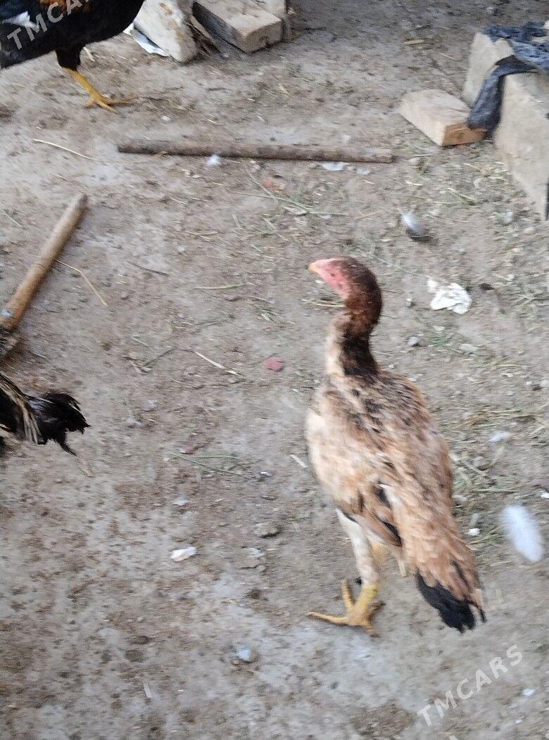 baysok towuk - Türkmenabat - img 2