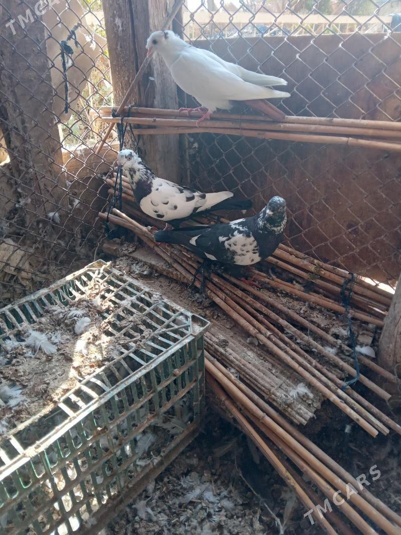 kepderi - Mary - img 2