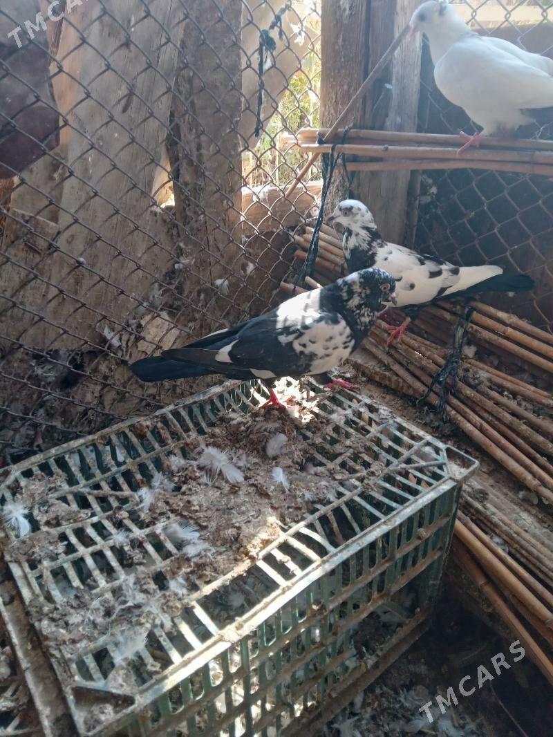 kepderi - Mary - img 3