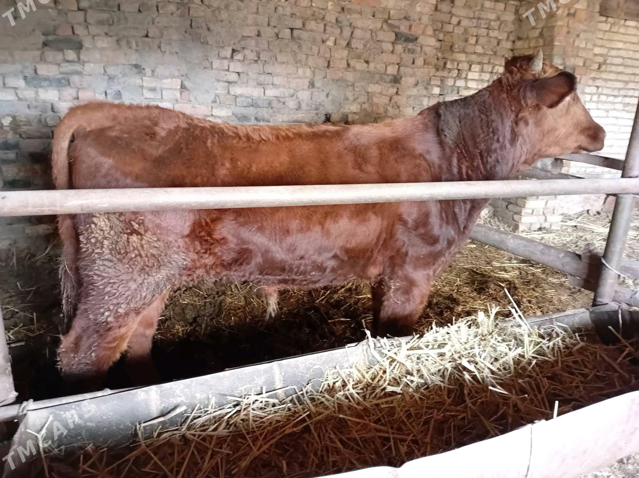 okuz - Туркменабат - img 2