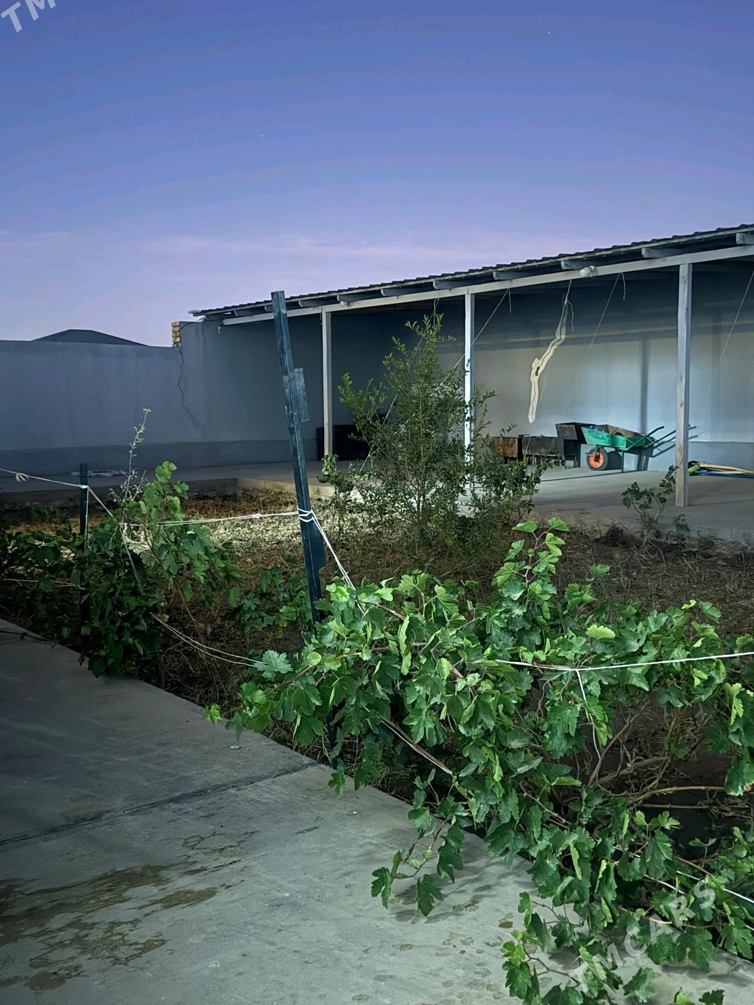 jay жай - Дашогуз - img 8