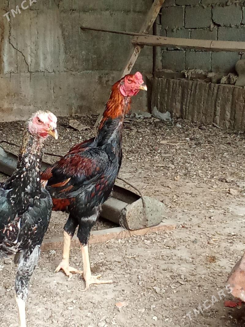 ташкент хораз - Багир - img 1