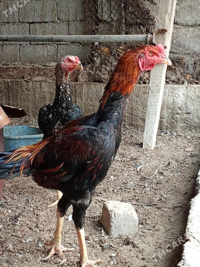 ташкент хораз - Багир - img 3