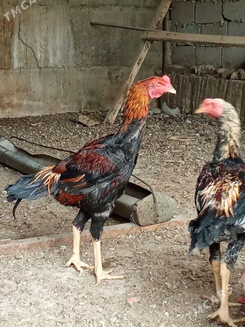 ташкент хораз - Багир - img 4