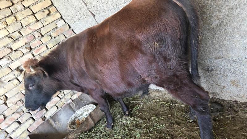 oküz - Бузмеин - img 4