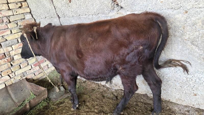 oküz - Бузмеин - img 3