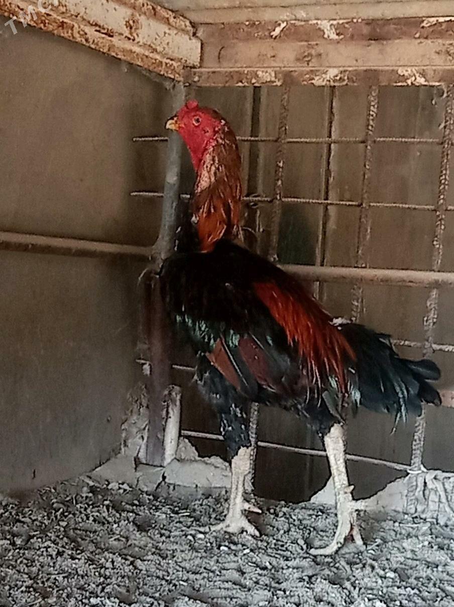 bayes horaz - Wekilbazar - img 3