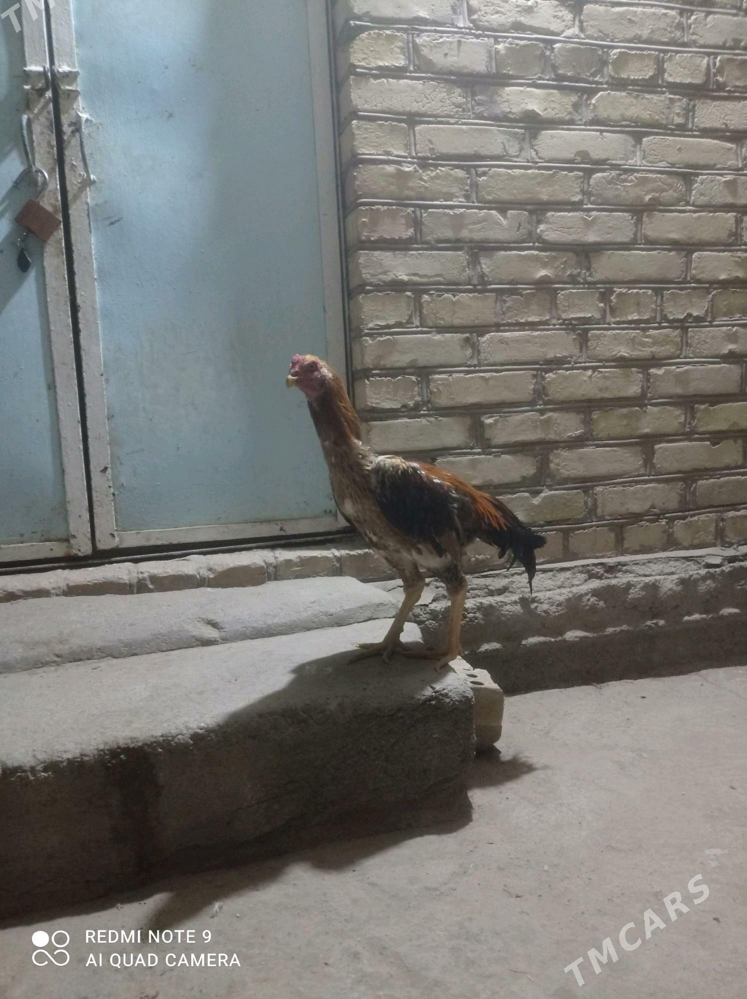 bayes horaz - Wekilbazar - img 1