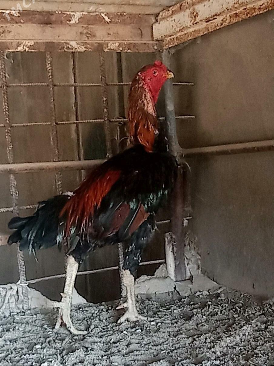 bayes horaz - Wekilbazar - img 4