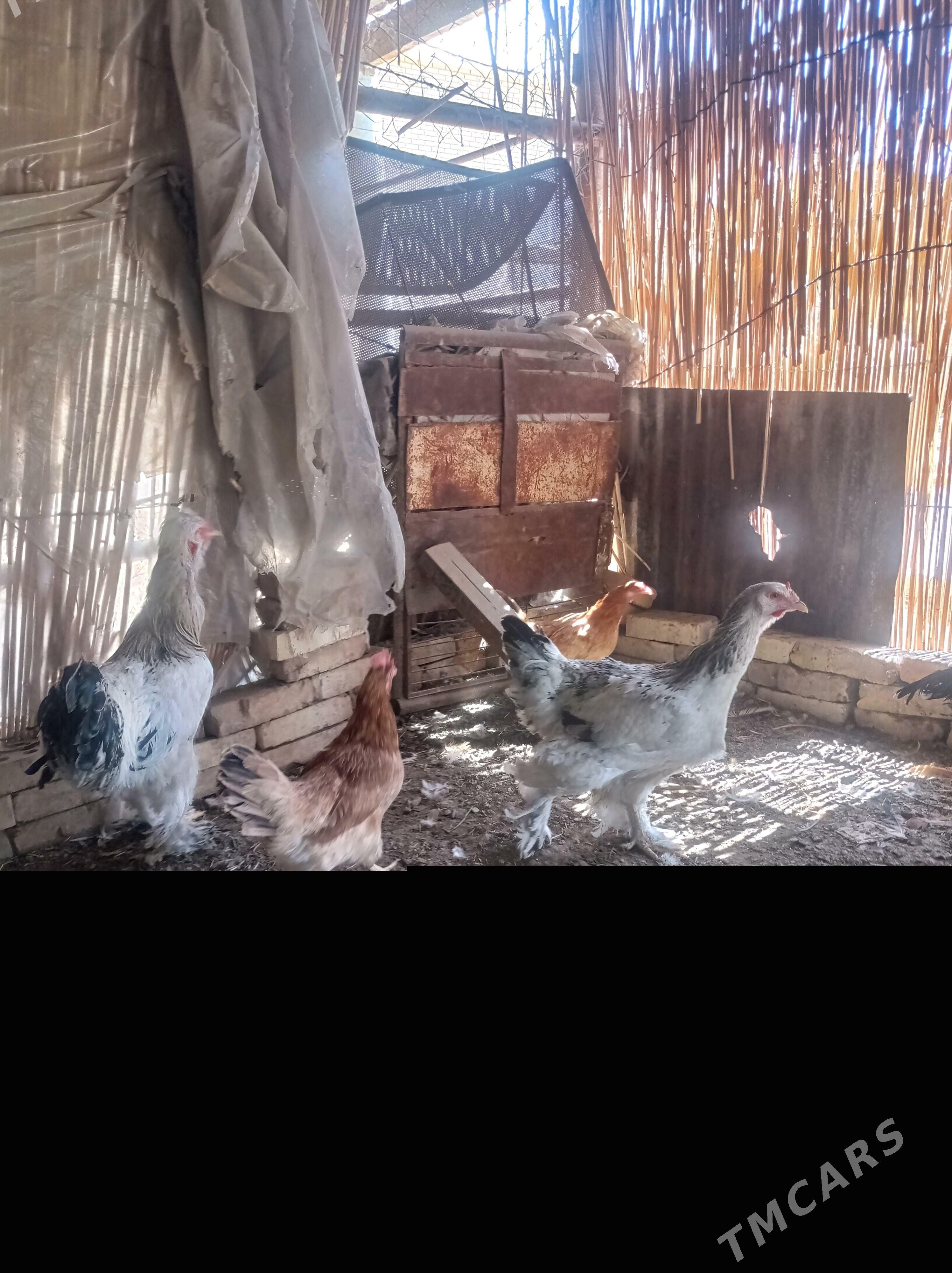 bayes horaz - Wekilbazar - img 5