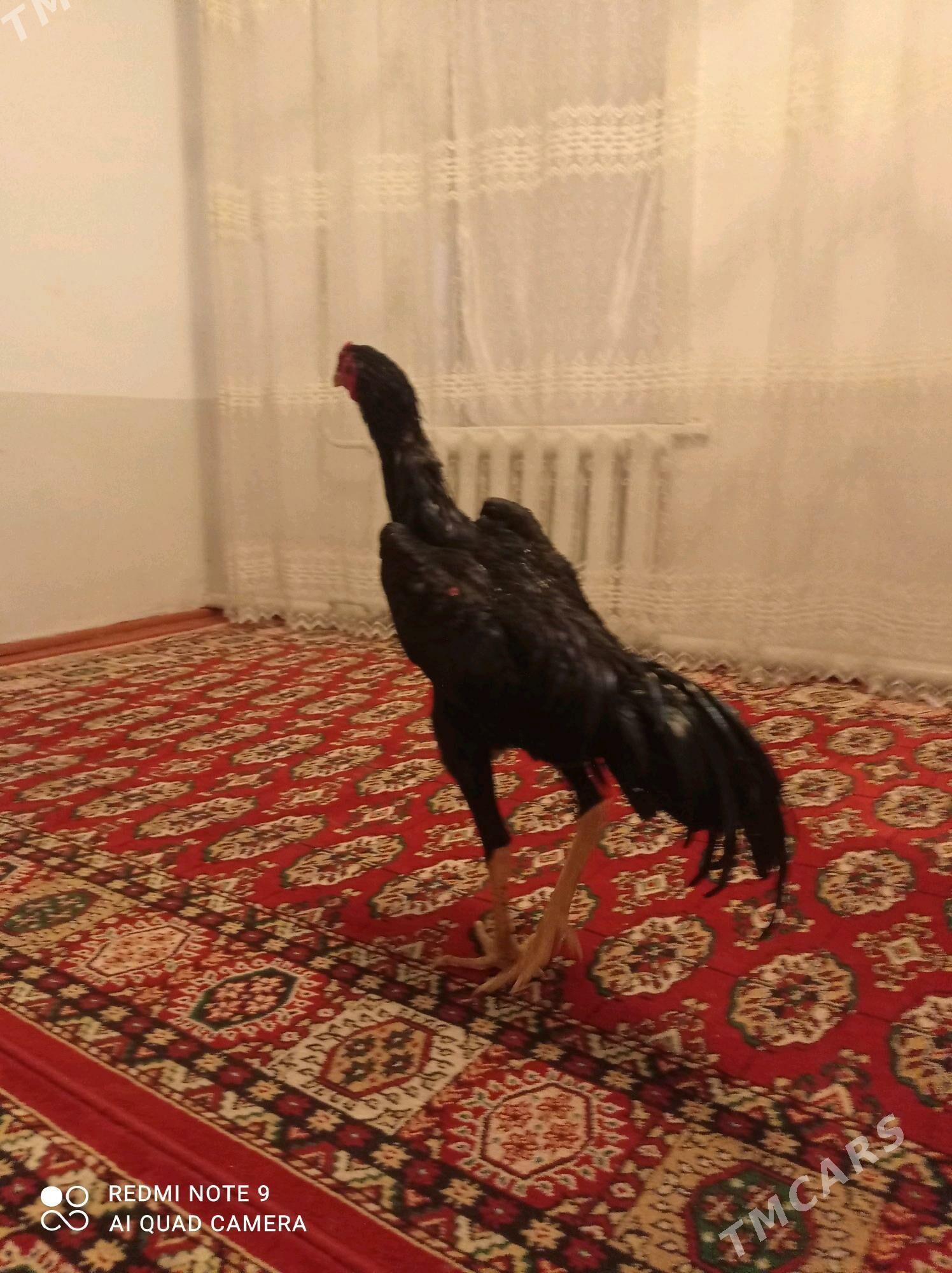 bayes horaz - Wekilbazar - img 2