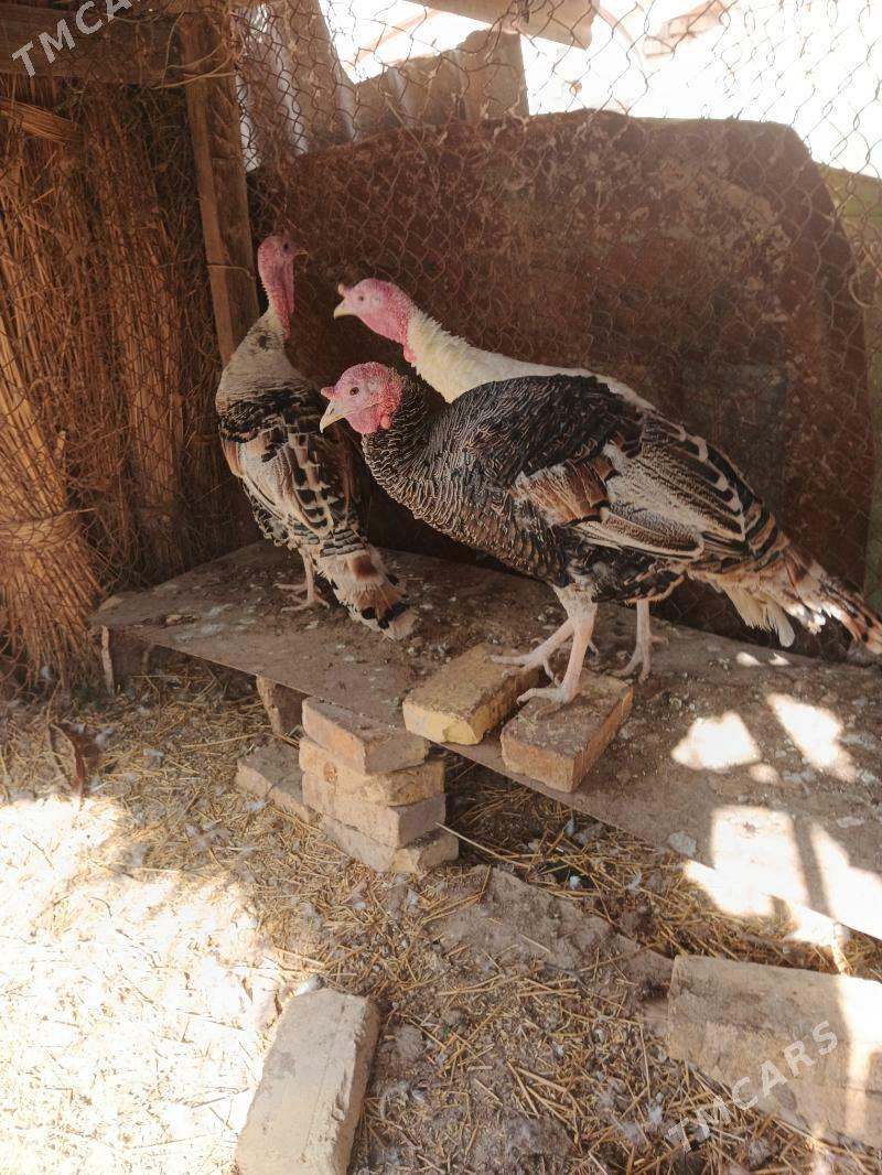 Induk horazlar - Saýat - img 3