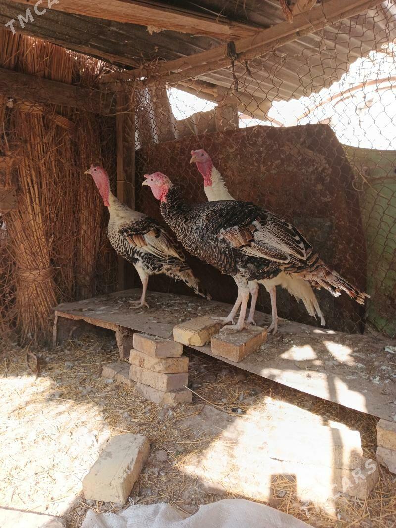 Induk horazlar - Saýat - img 4