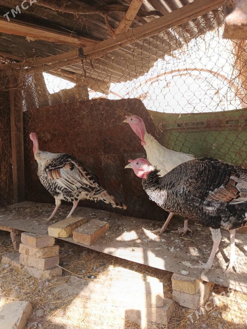 Induk horazlar - Saýat - img 6