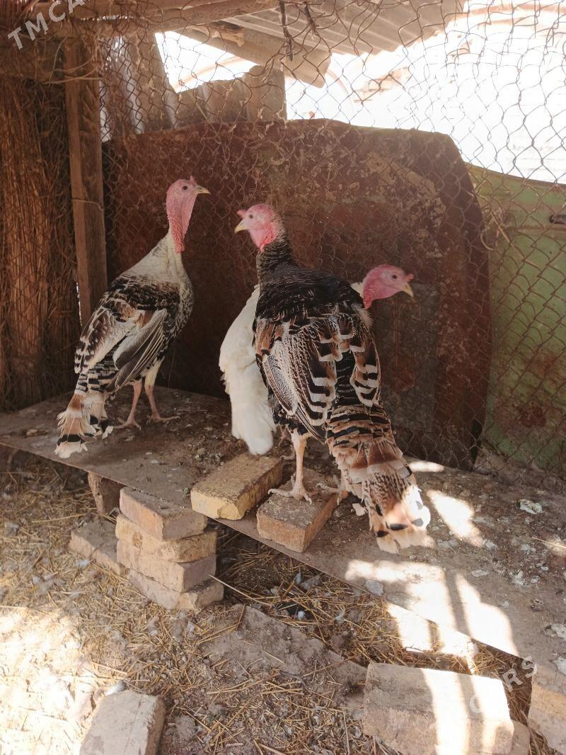 Induk horazlar - Saýat - img 2