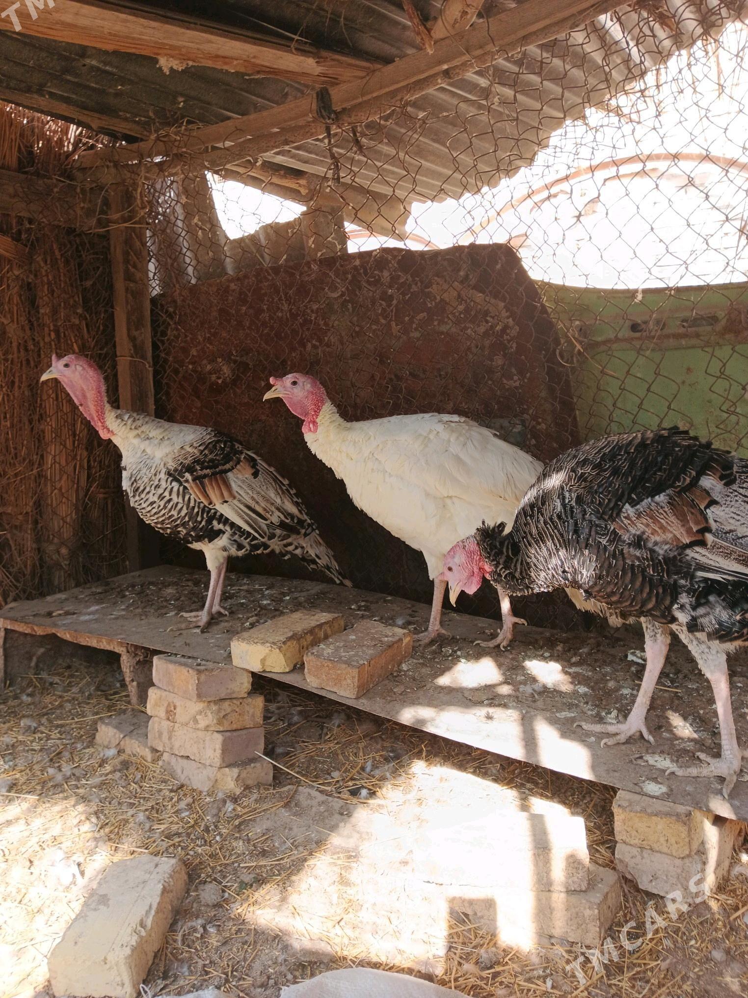 Induk horazlar - Saýat - img 5