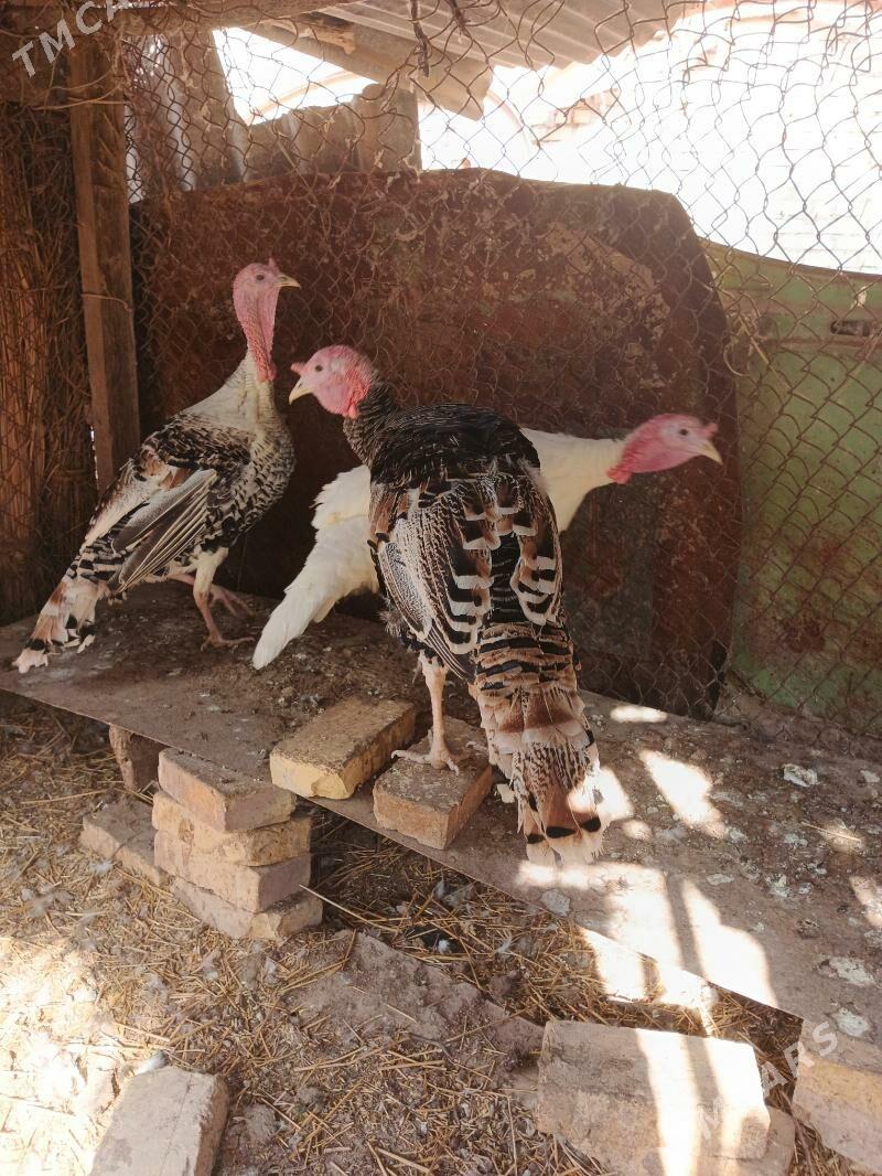 Induk horazlar - Saýat - img 1