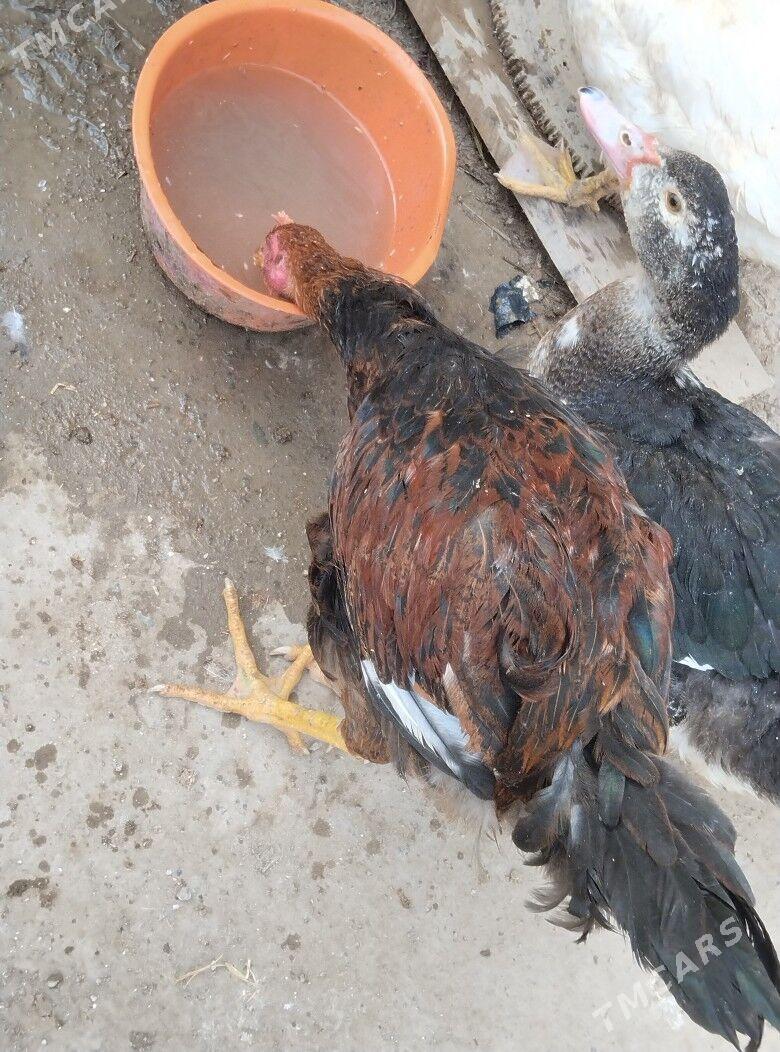 taskent horaz - Туркменабат - img 4