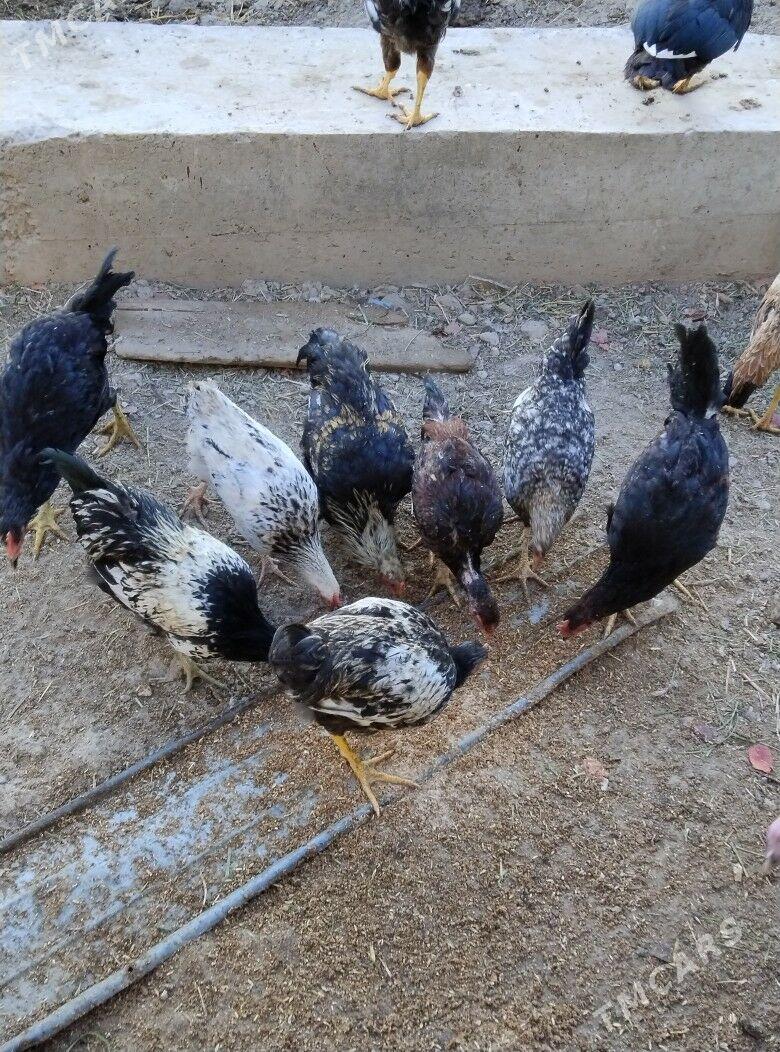 taskent horaz - Туркменабат - img 5