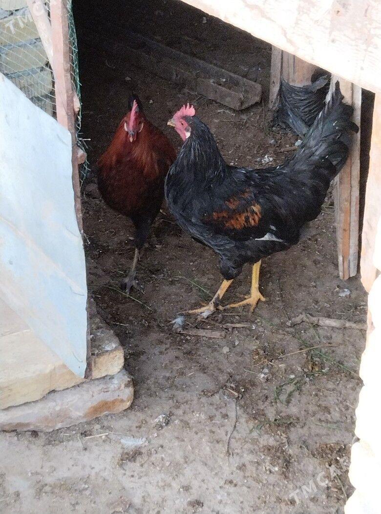 taskent horaz - Туркменабат - img 7