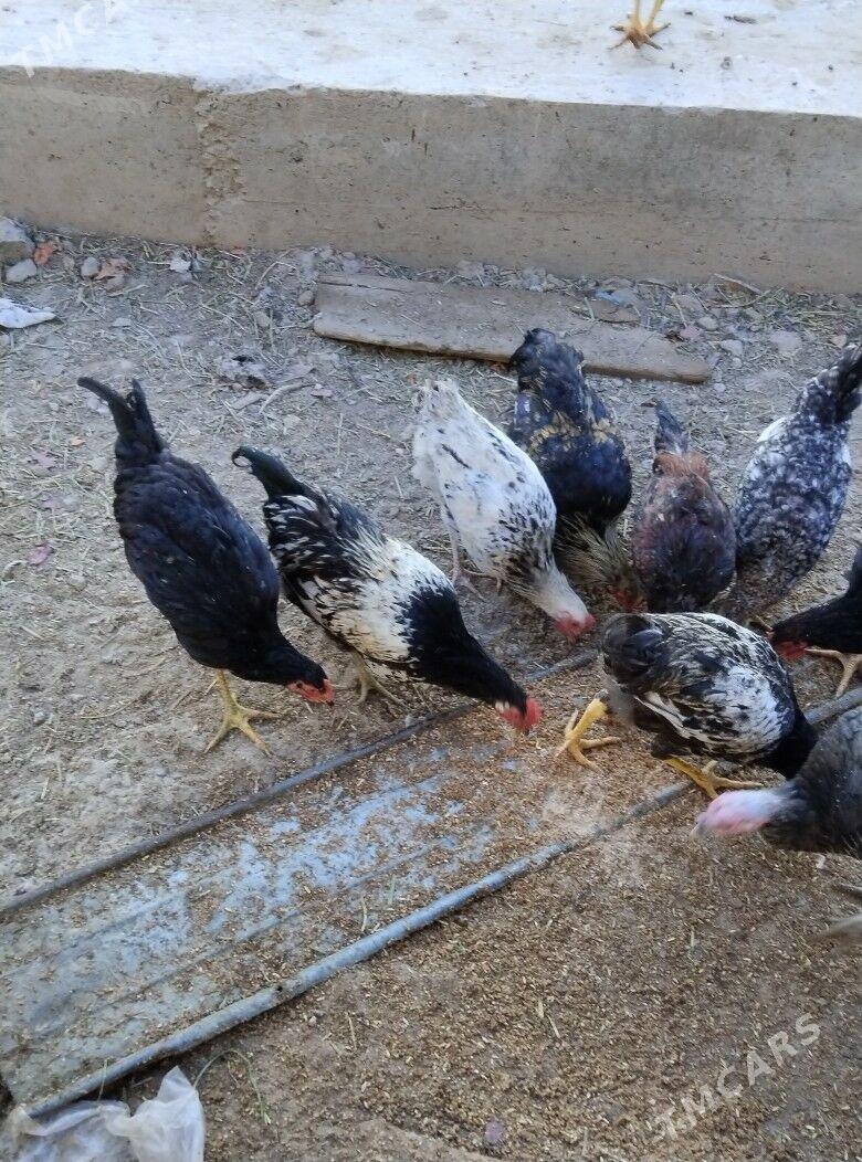 taskent horaz - Туркменабат - img 6