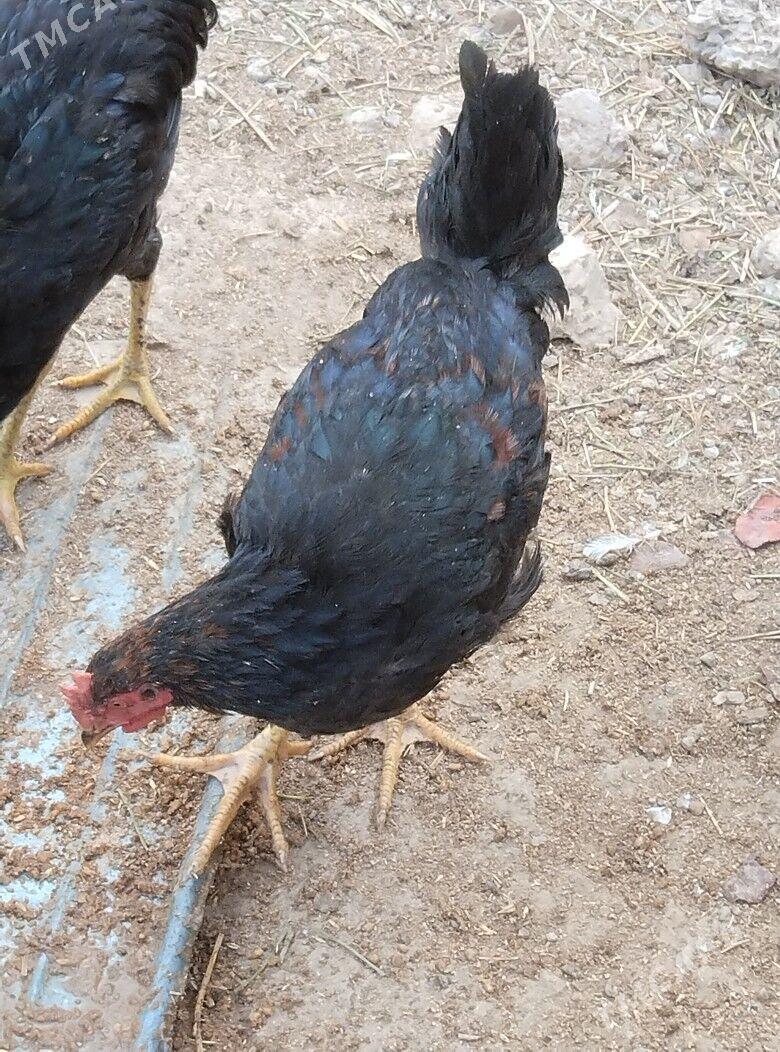 taskent horaz - Туркменабат - img 3