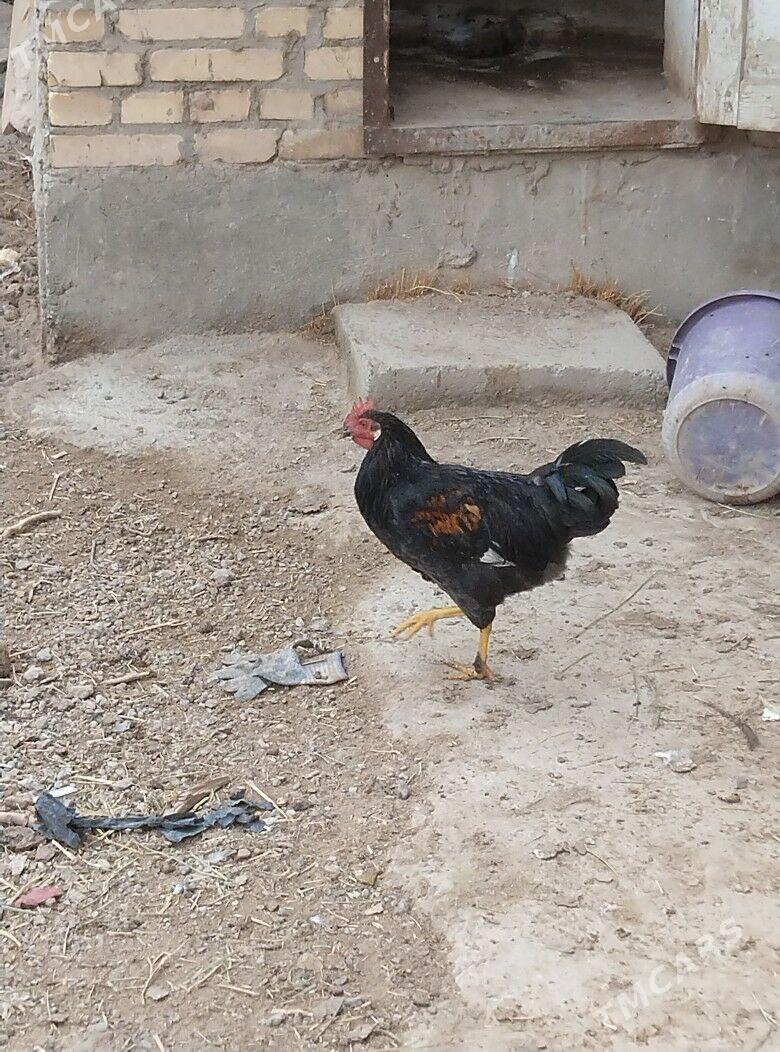 taskent horaz - Туркменабат - img 2