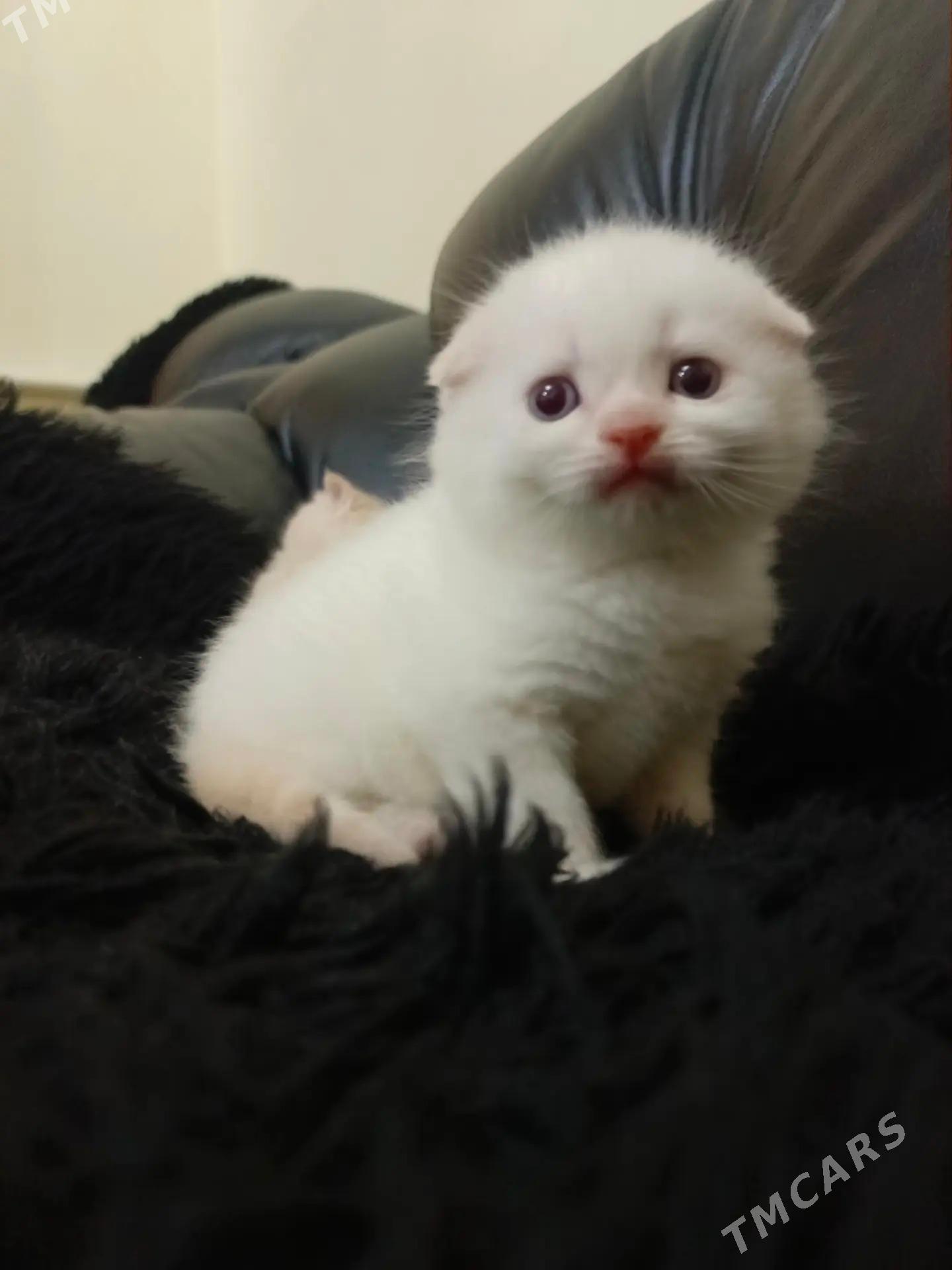 shotland wisloushka pishikler - Дашогуз - img 4