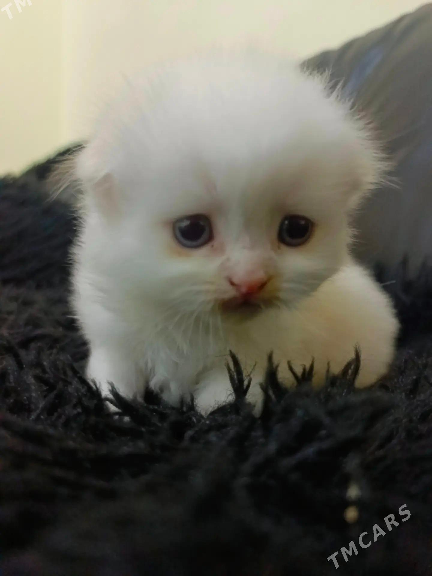 shotland wisloushka pishikler - Дашогуз - img 3