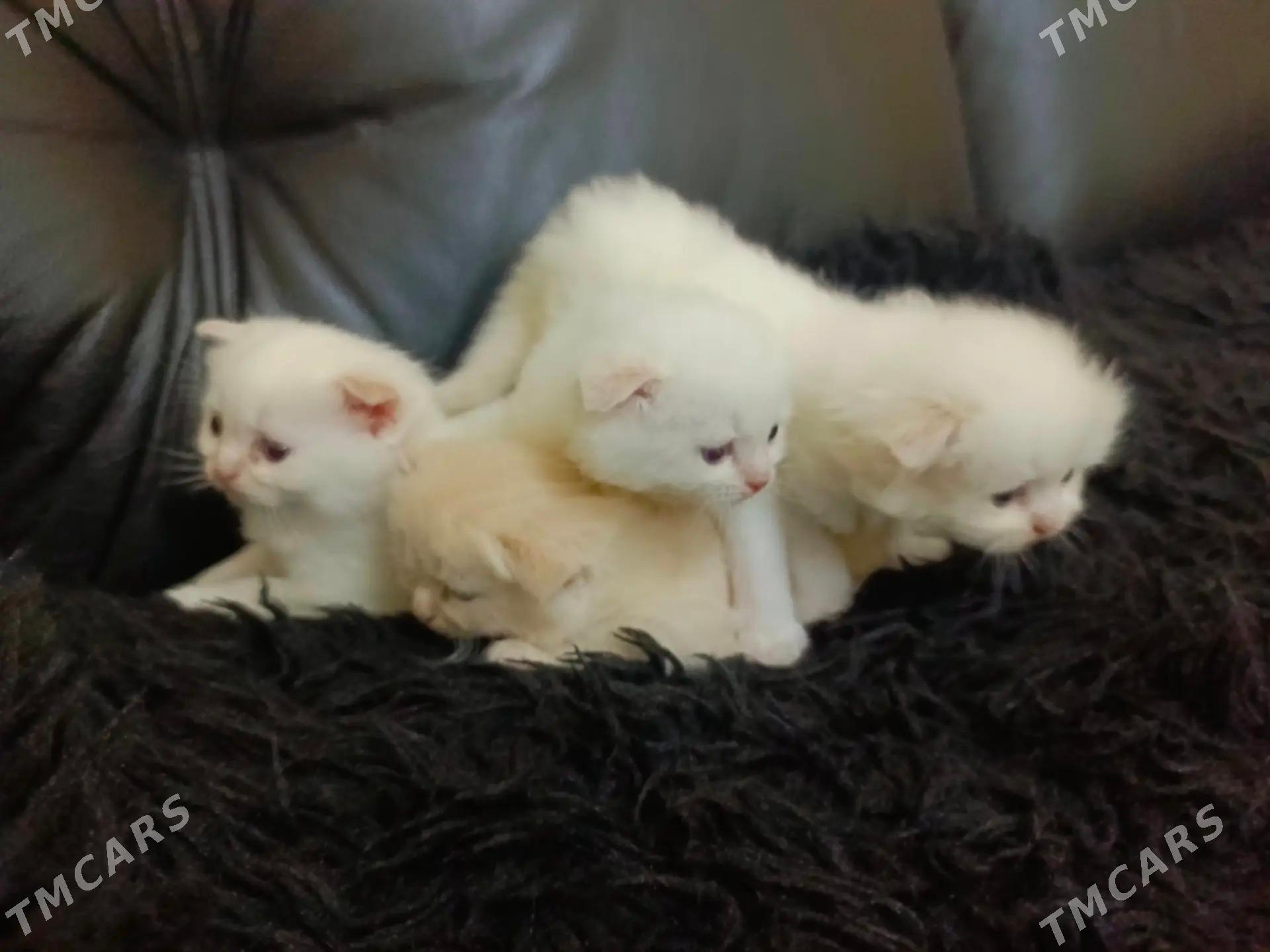 shotland wisloushka pishikler - Дашогуз - img 6