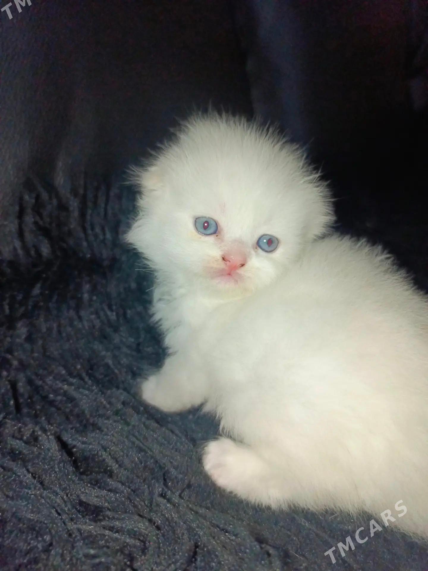 shotland wisloushka pishikler - Дашогуз - img 2