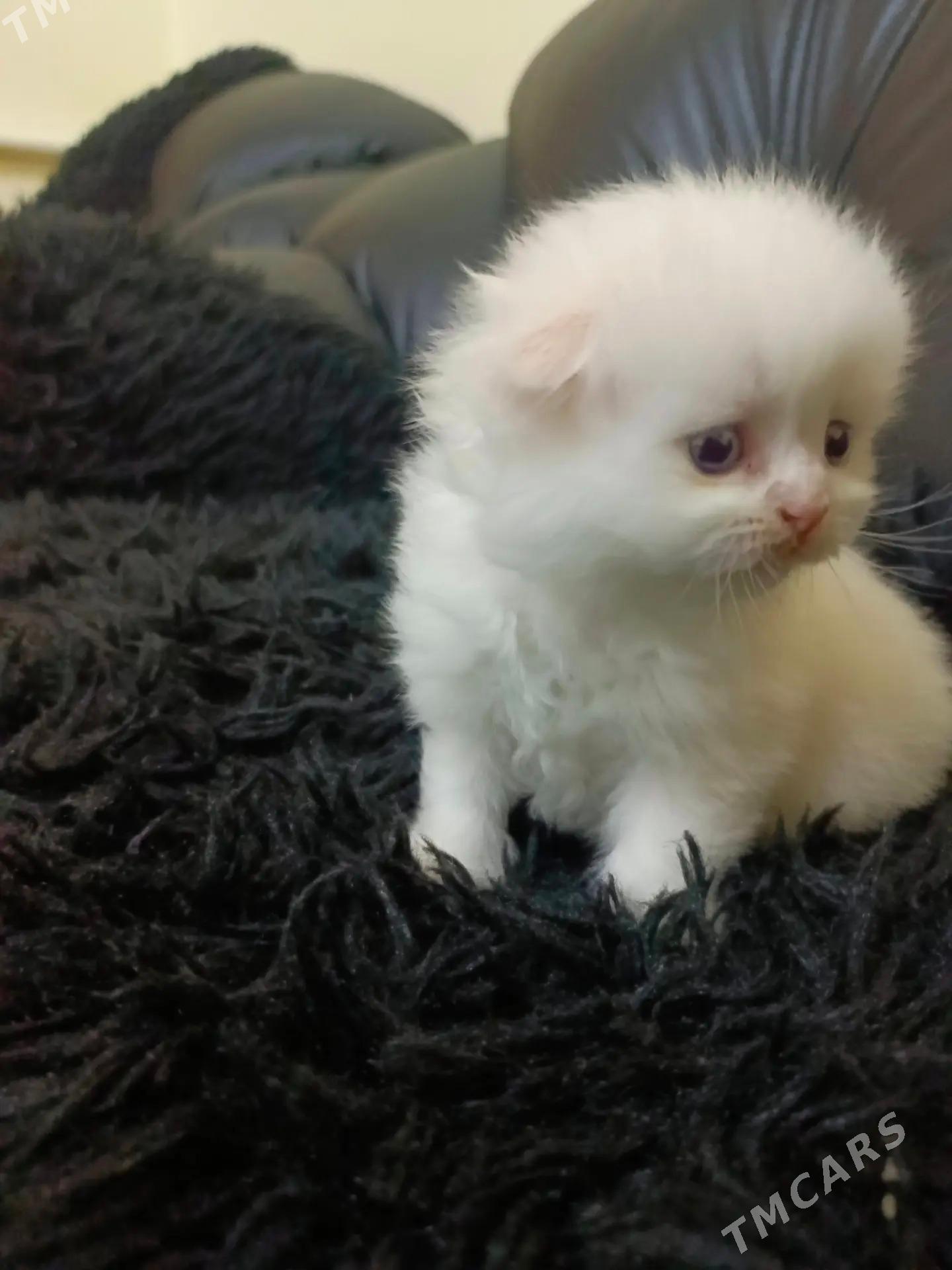 shotland wisloushka pishikler - Дашогуз - img 5