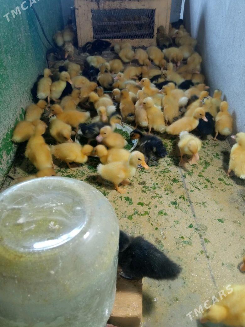 Ordek yashil bash gak gak - Керки - img 3