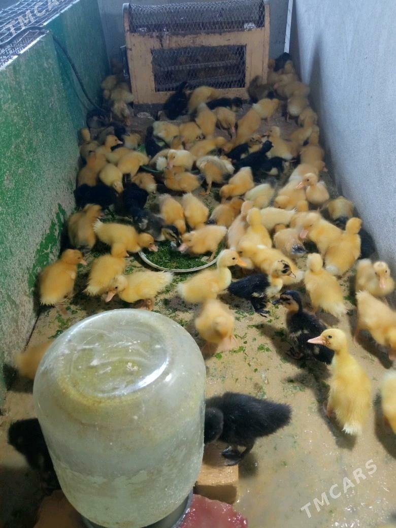 Ordek yashil bash gak gak - Керки - img 4