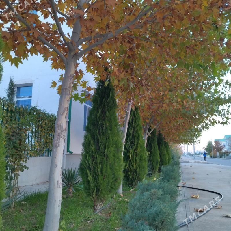 Ландшафтное озеленение - Ашхабад - img 8