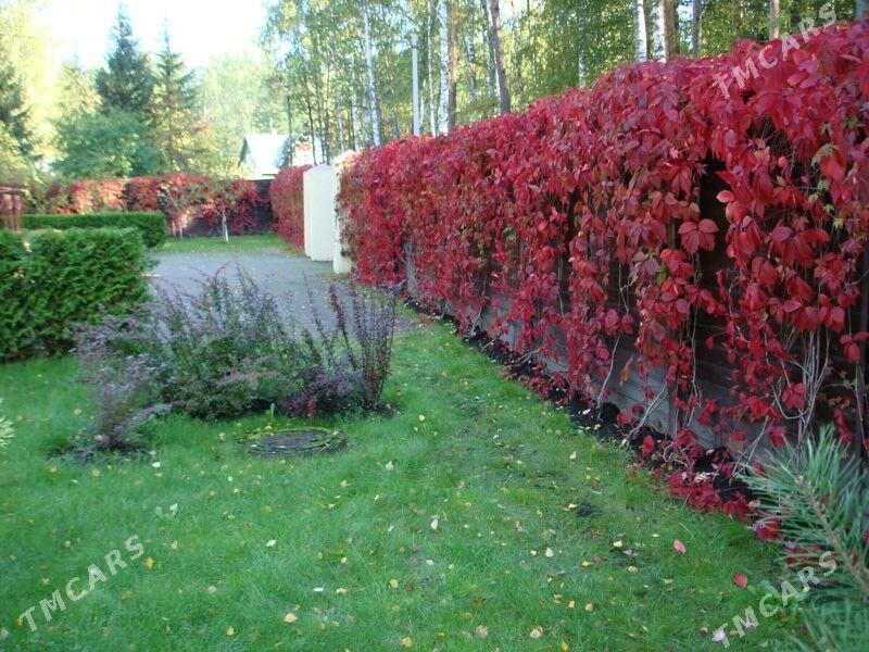 Ландшафтное озеленение - Ашхабад - img 6