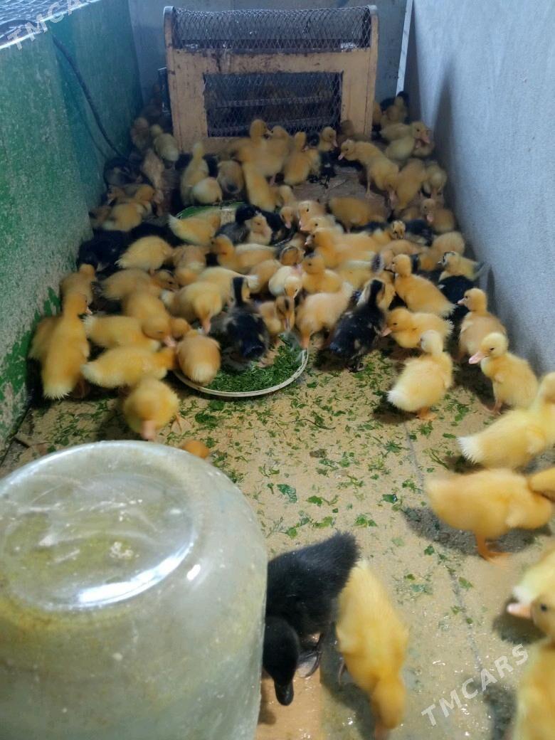 Ordek yashil bash gak gak - Керки - img 1