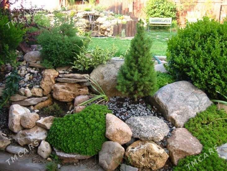 Ландшафтное озеленение - Ашхабад - img 3