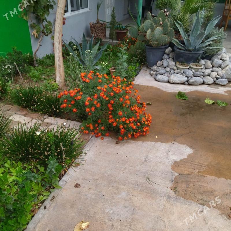 Ландшафтное озеленение - Ашхабад - img 5