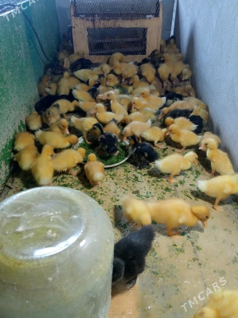 Ordek yashil bash gak gak - Керки - img 2