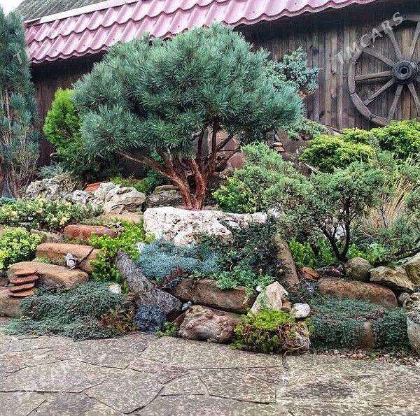 Ландшафтное озеленение - Ашхабад - img 2